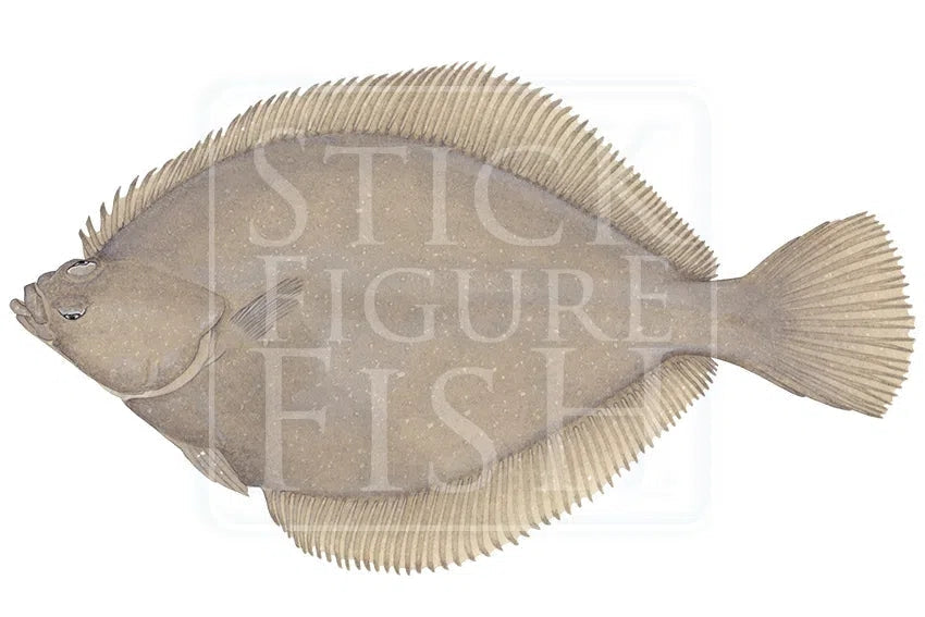 Alaska Plaice-Stick Figure Fish Illustration