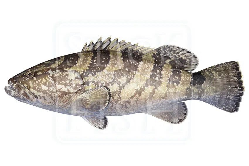 Black Rockcod-Stick Figure Fish Illustration