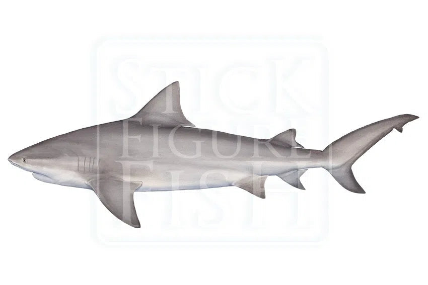 Bull Shark-Stick Figure Fish Illustration