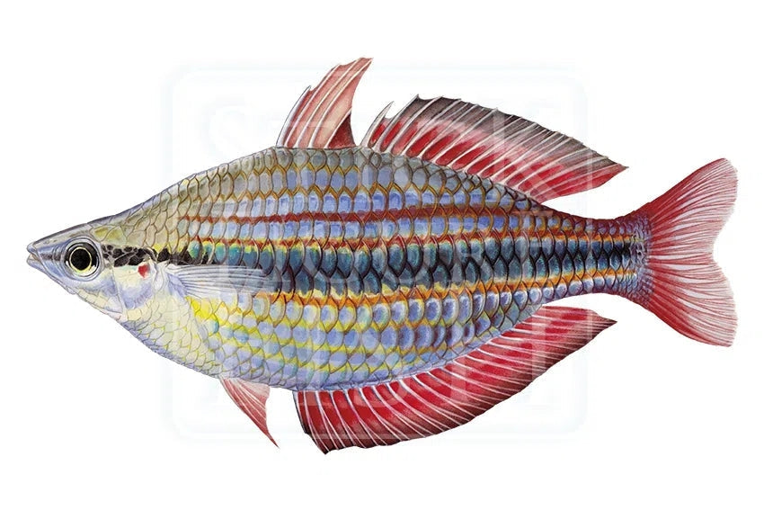 Goyder River Rainbowfish-Stick Figure Fish Illustration