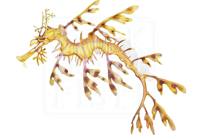 Leafy Seadragon-Stick Figure Fish Illustration