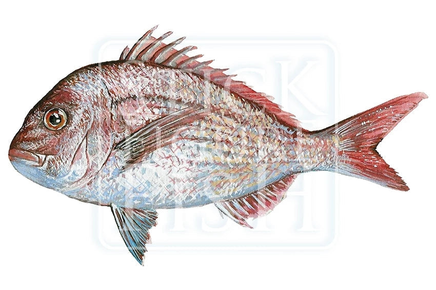 Pink Snapper-Stick Figure Fish Illustration