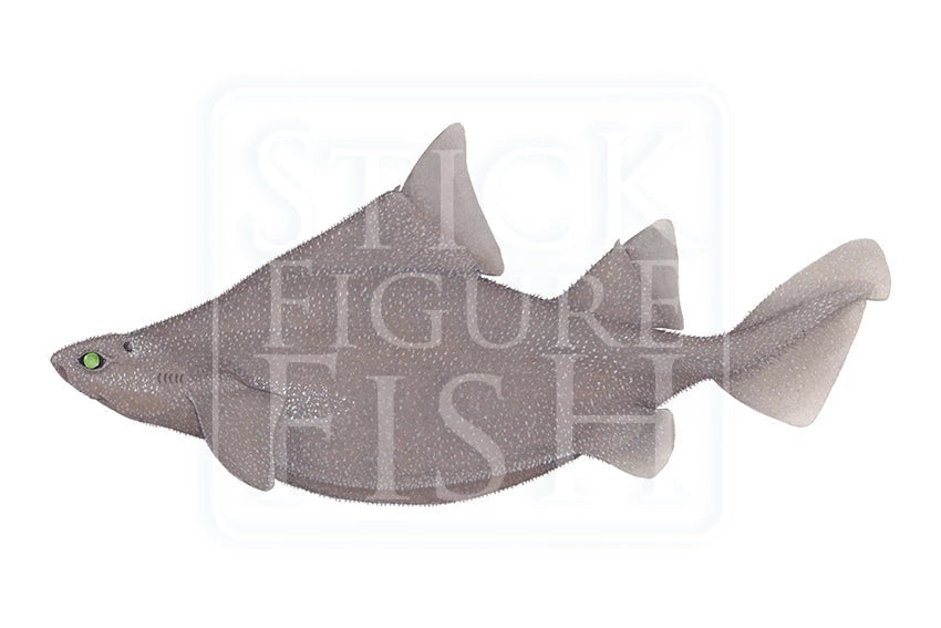 Prickly Dogfish-Stick Figure Fish Illustration