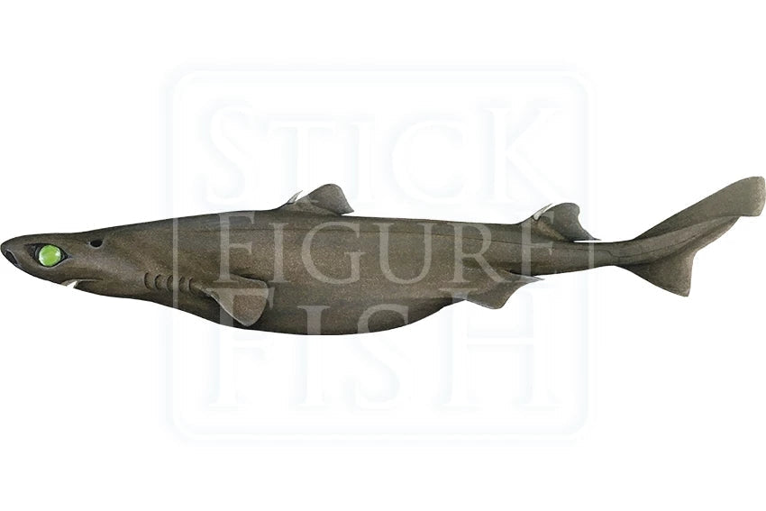 Southern Lanternshark-Stick Figure Fish Illustration
