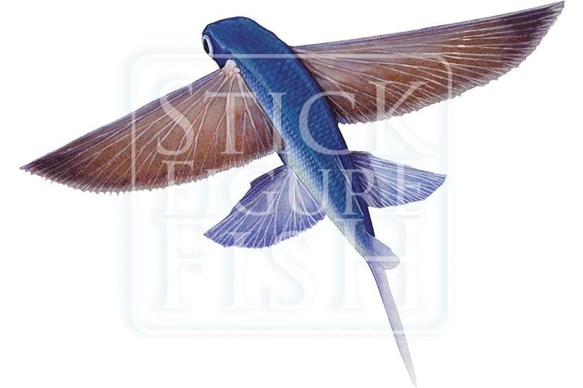 Tallfin Flyingfish-Stick Figure Fish Illustration