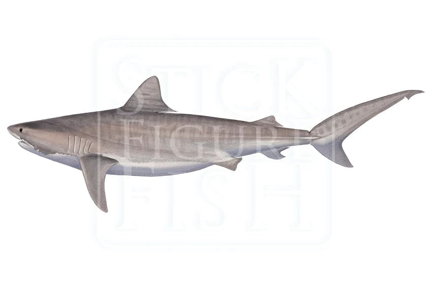 Tiger Shark-Stick Figure Fish Illustration
