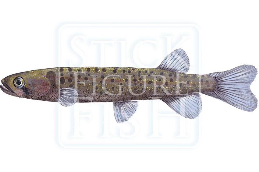 Western Trout Minnow – Stick Figure Fish Illustration