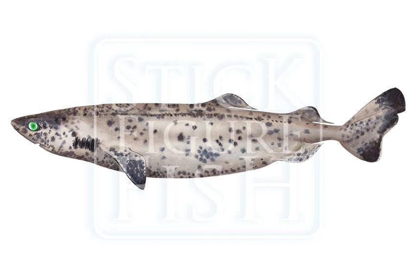 Whitetail Dogfish-Stick Figure Fish Illustration