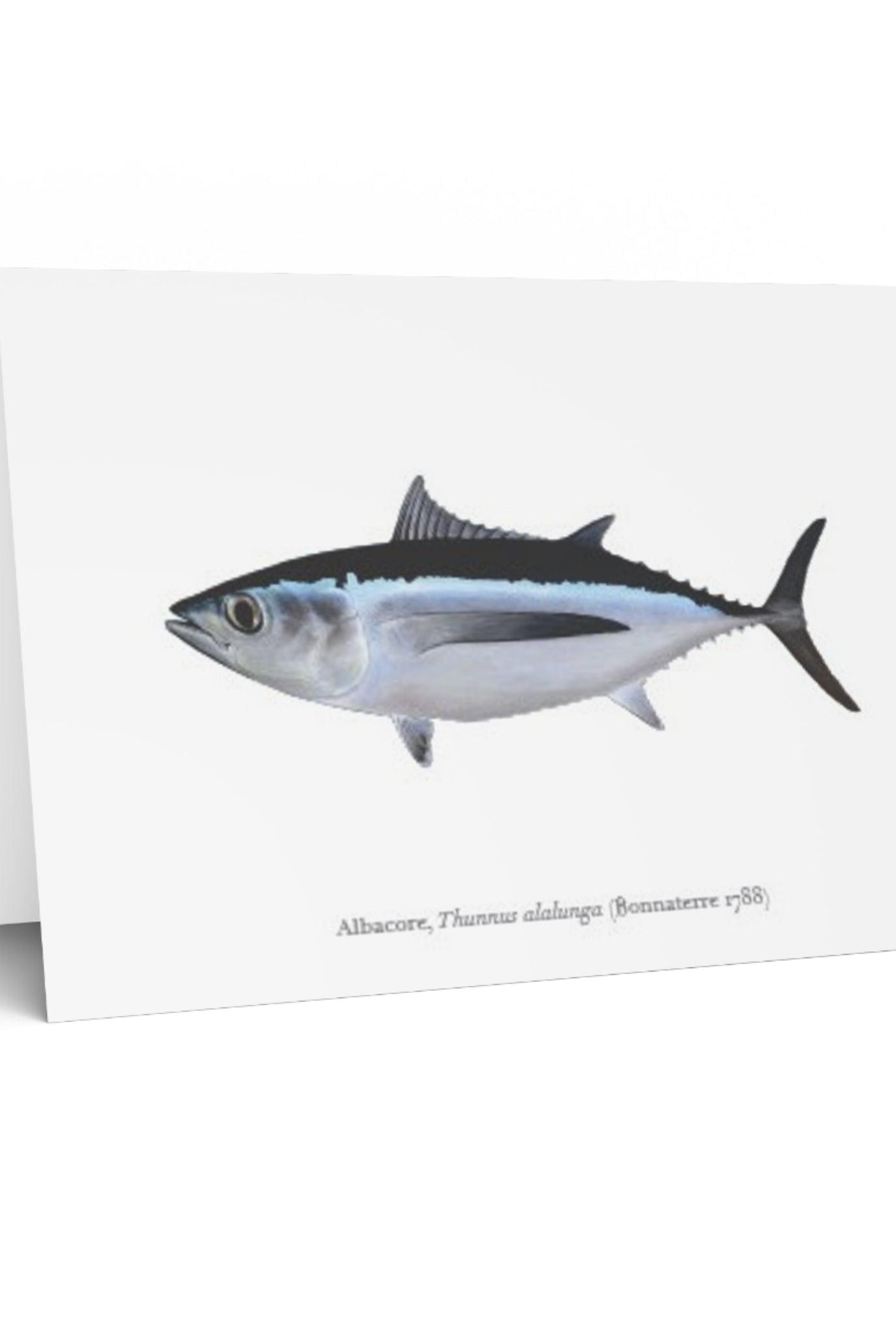 Albacore Card-Stick Figure Fish Illustration2
