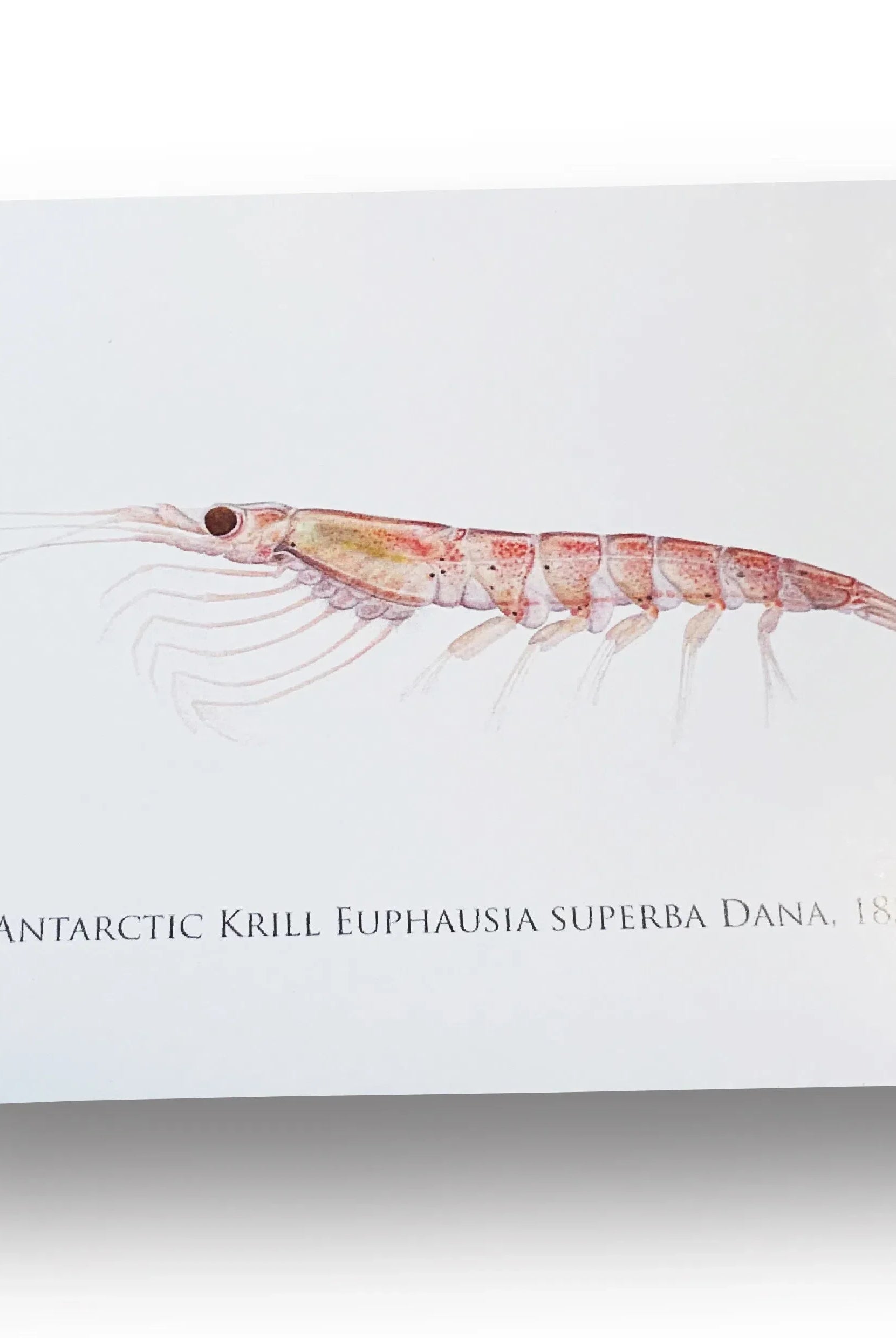 Antarctic Krill Card-Stick Figure Fish Illustration