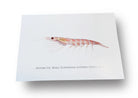 Antarctic Krill Card-Stick Figure Fish Illustration