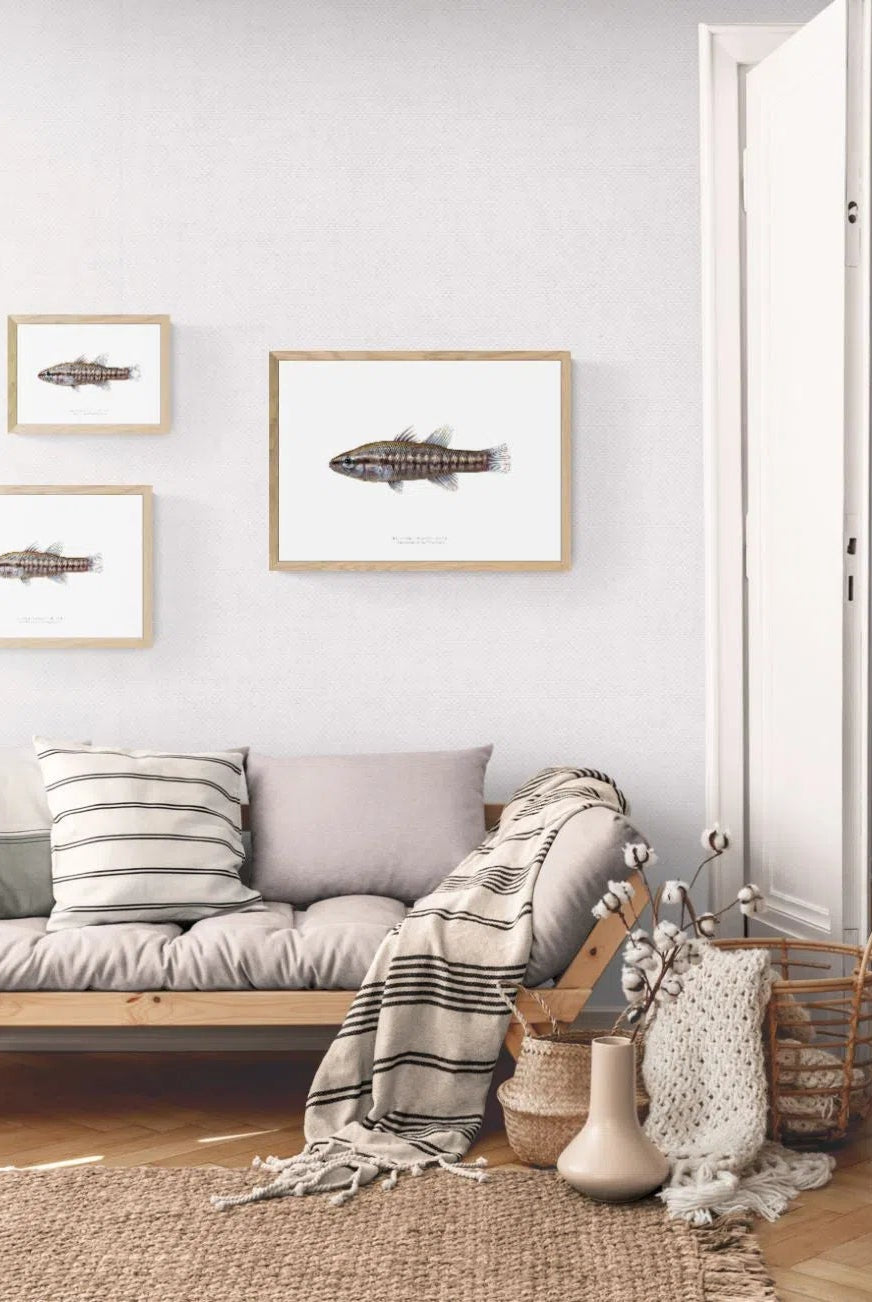 Balston's Pygmy Perch - Fine Art Print-Stick Figure Fish Illustration