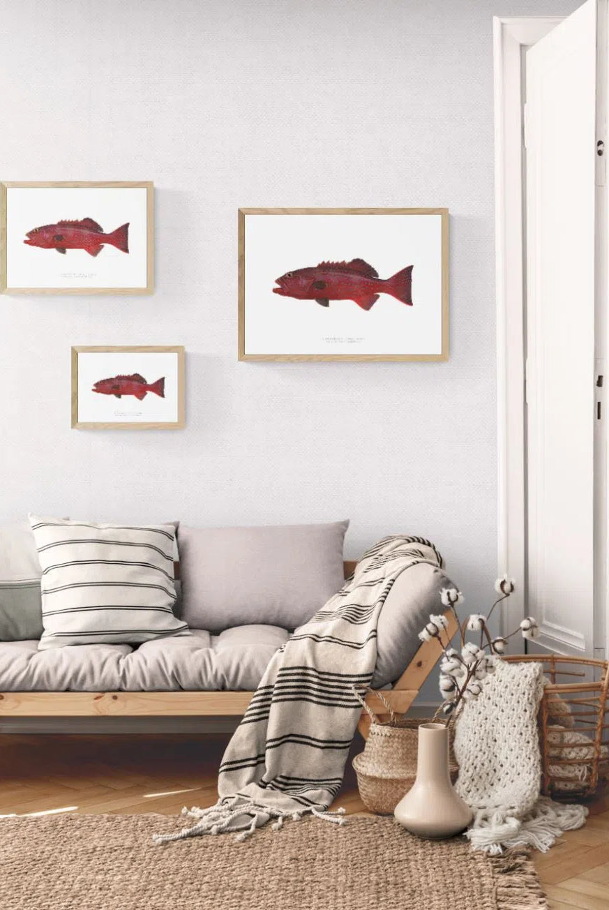 Bluespotted Coral Trout, Plectropomus laevis (Lacépède, 1801) - Fine Art Print-Stick Figure Fish Illustration