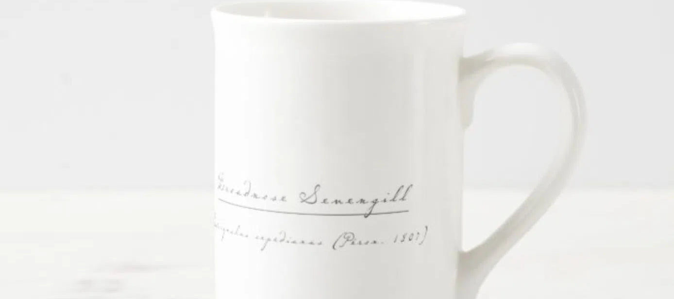 Broadnose Sevengill Shark - Fine Bone China Mug-Stick Figure Fish Illustration