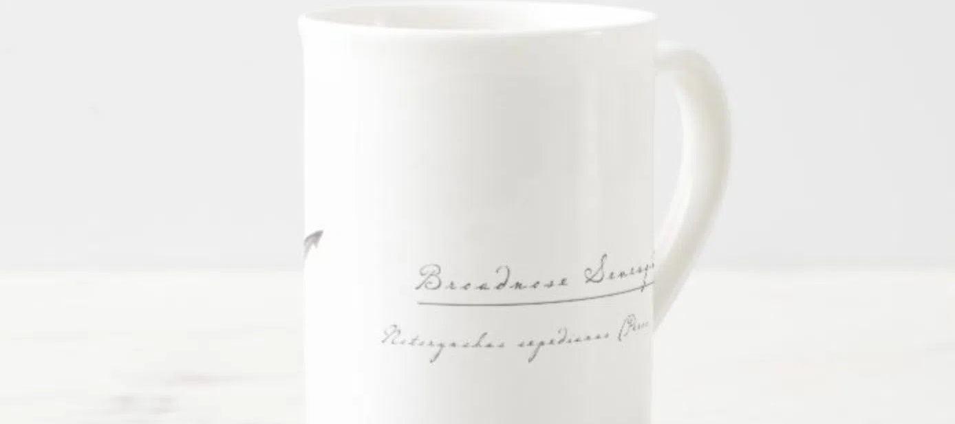 Broadnose Sevengill Shark - Fine Bone China Mug-Stick Figure Fish Illustration