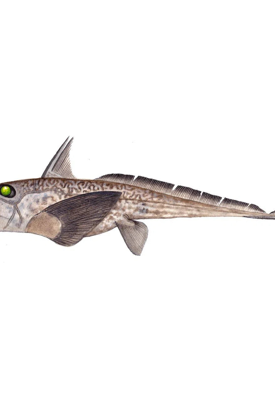 Choose Your Shark Species - Original Painting-Stick Figure Fish Illustration