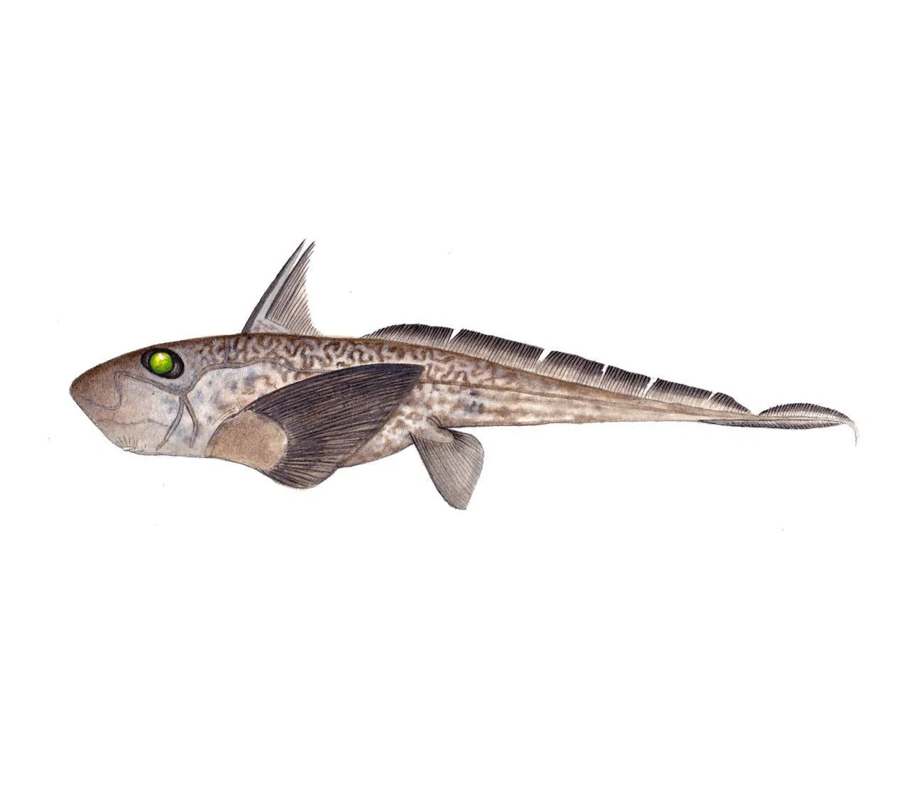 Choose Your Shark Species - Original Painting-Stick Figure Fish Illustration