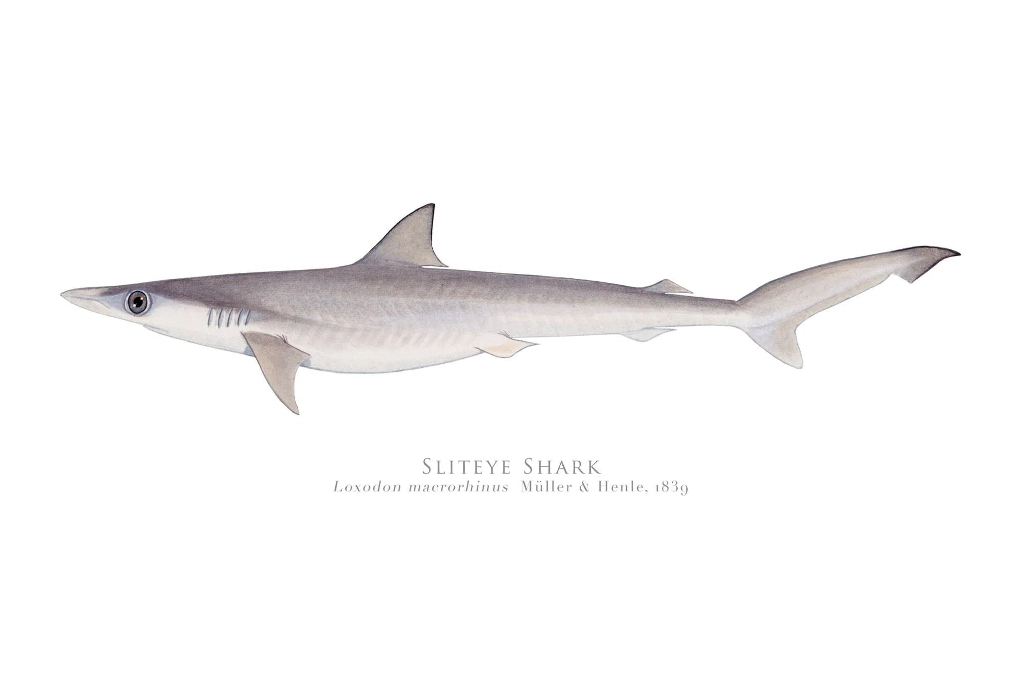 Choose Your Species - Shark or Ray - Fine Art Print-Stick Figure Fish Illustration