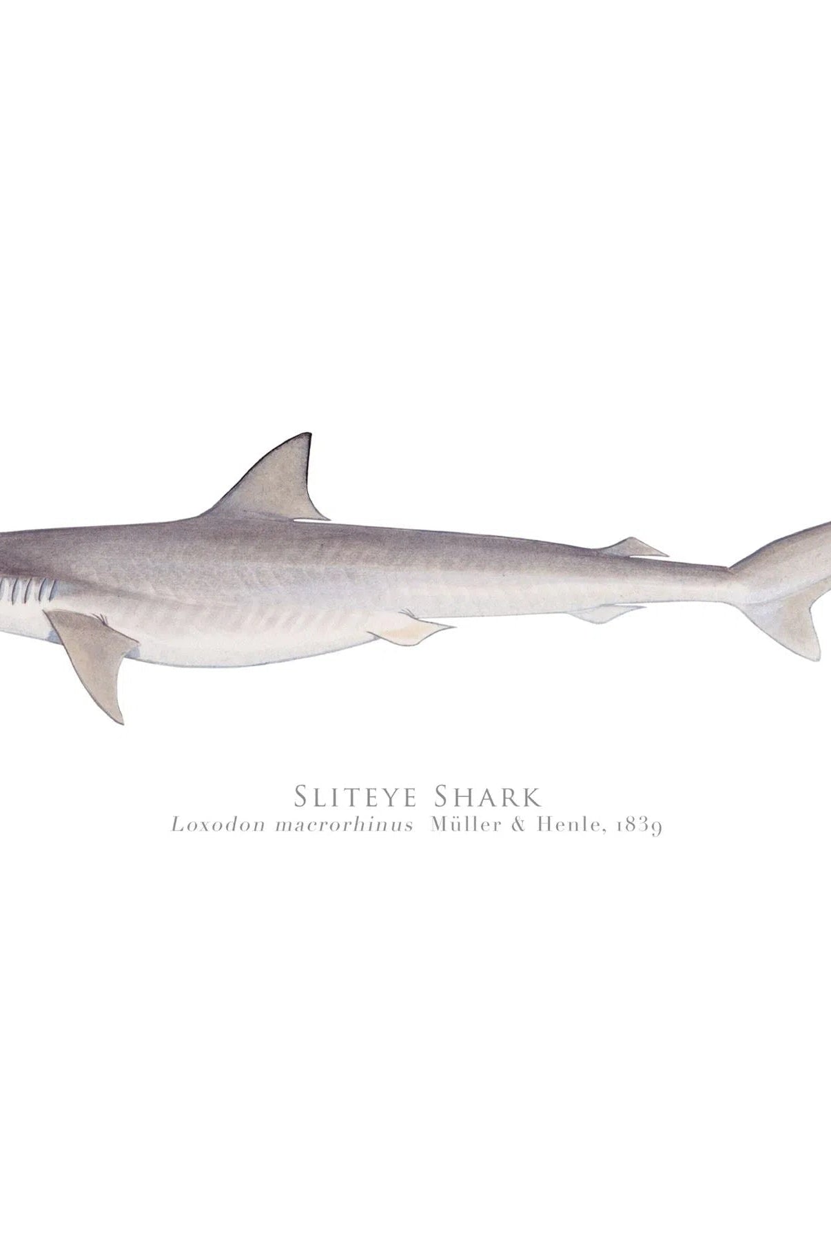 Choose Your Species - Shark or Ray - Fine Art Print-Stick Figure Fish Illustration