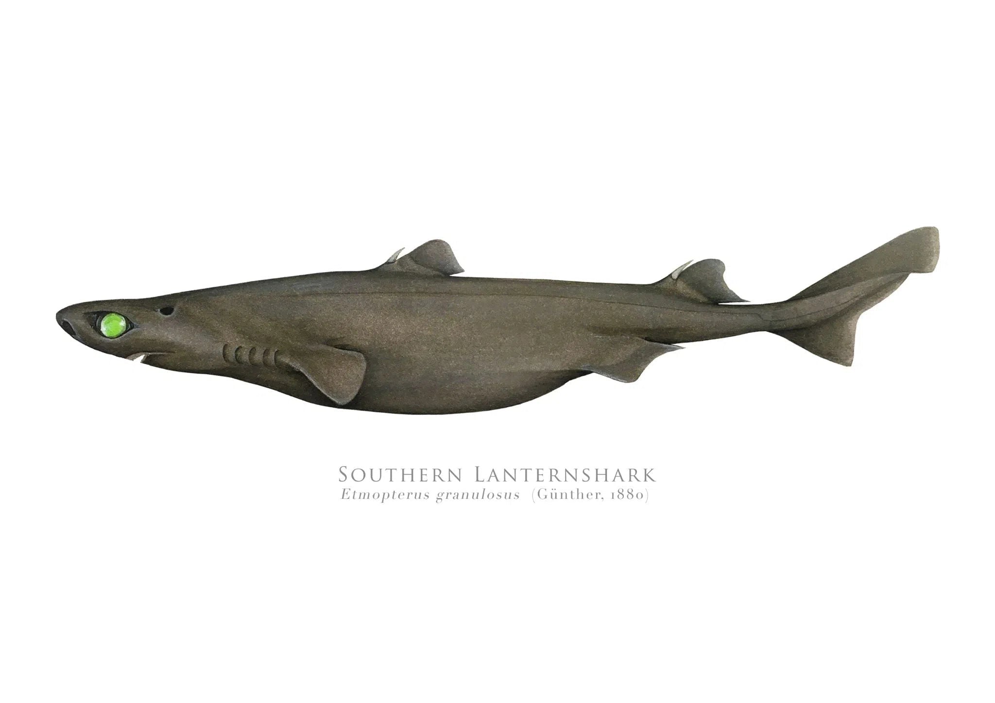 Choose Your Species - Shark or Ray - Fine Art Print-Stick Figure Fish Illustration