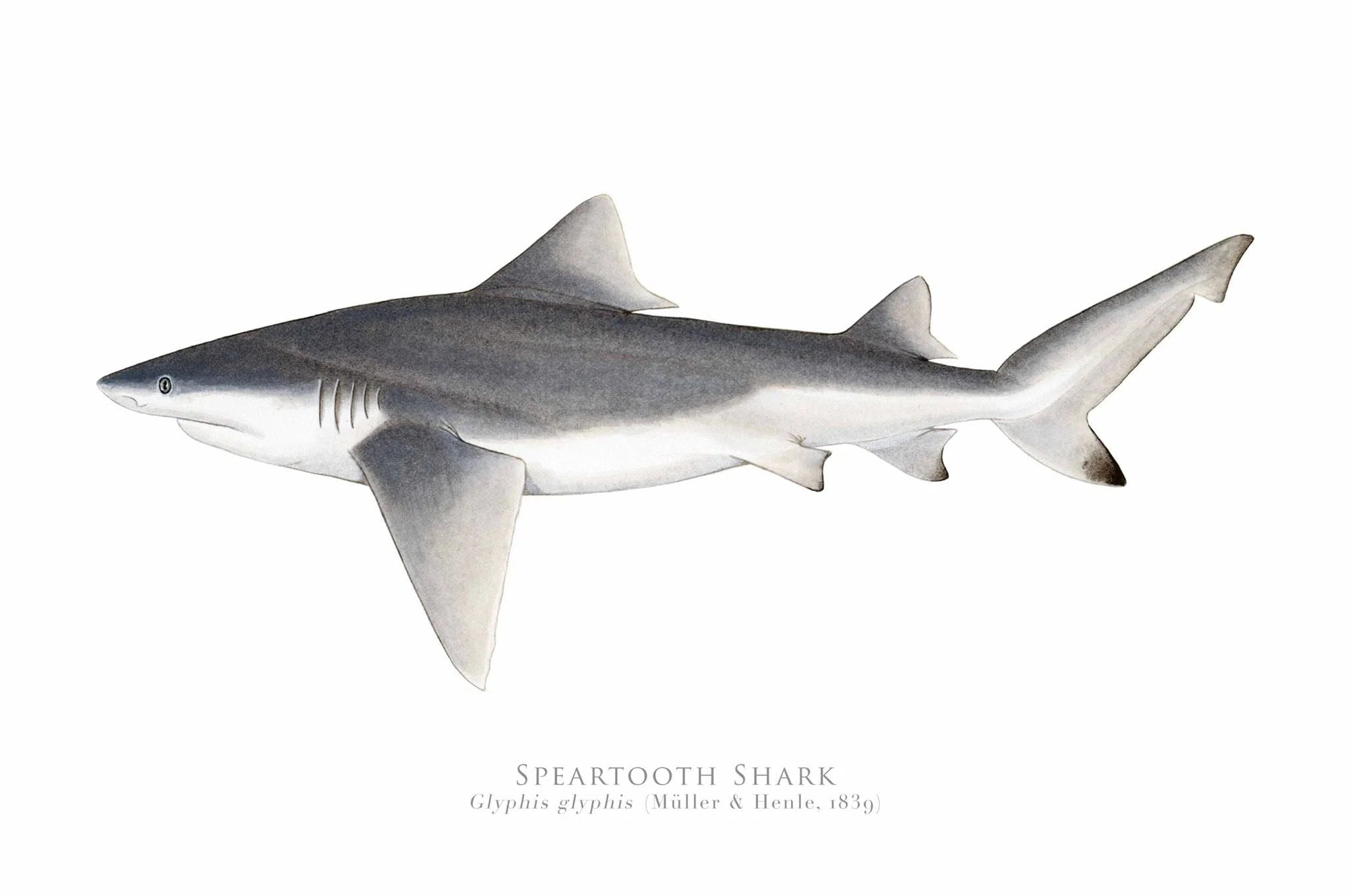 Choose Your Species - Shark or Ray - Fine Art Print-Stick Figure Fish Illustration