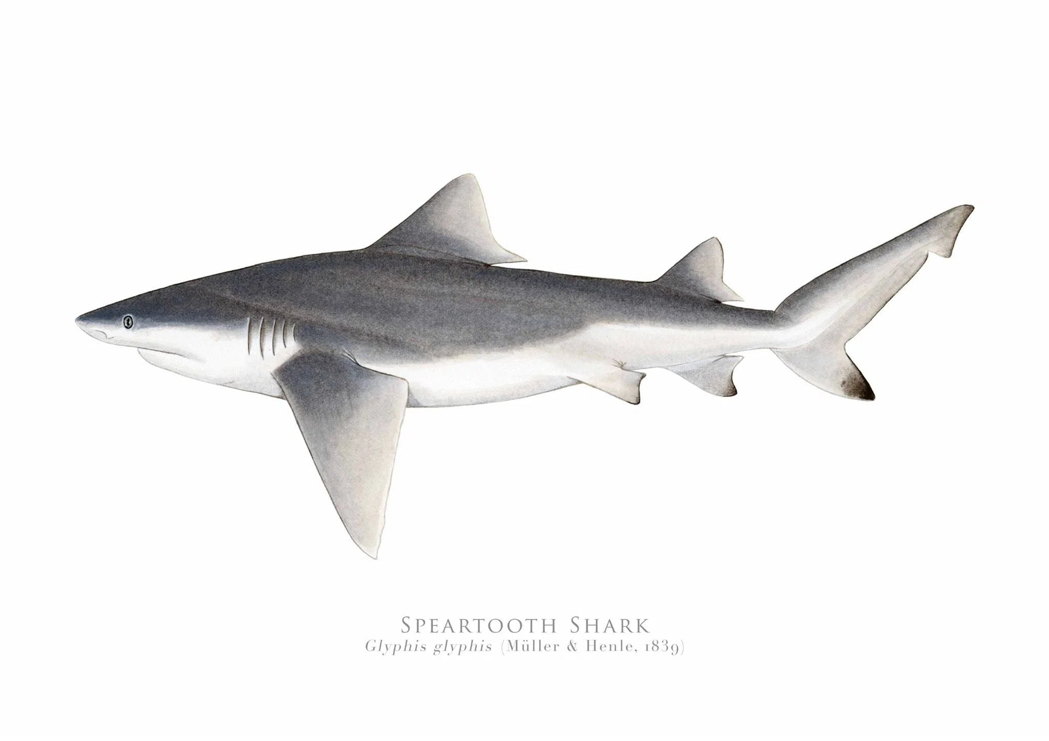 Choose Your Species - Shark or Ray - Fine Art Print-Stick Figure Fish Illustration