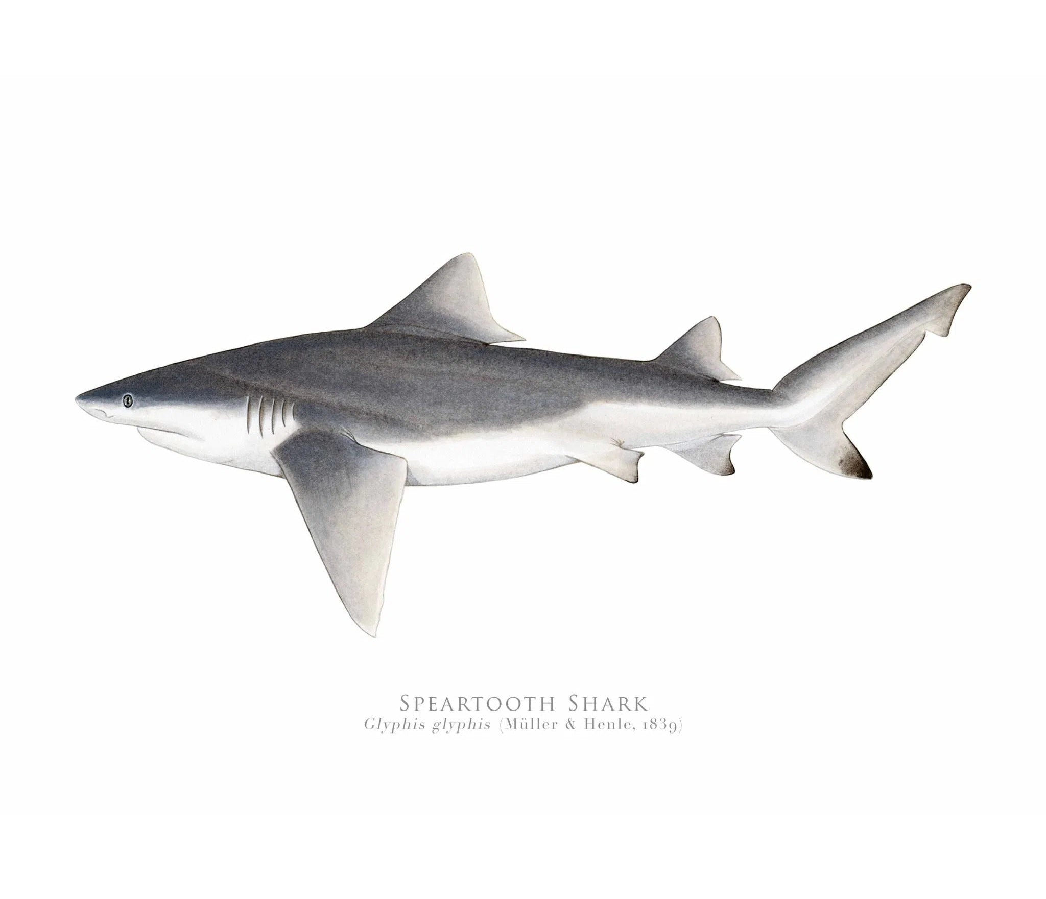 Choose Your Species - Shark or Ray - Fine Art Print-Stick Figure Fish Illustration