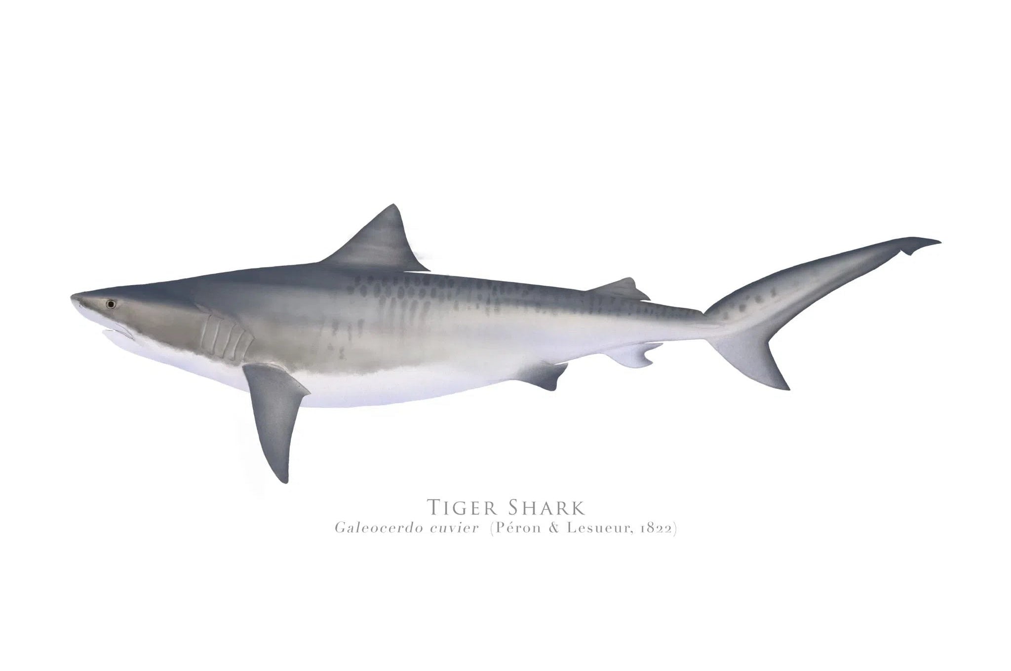 Choose Your Species - Shark or Ray - Fine Art Print-Stick Figure Fish Illustration