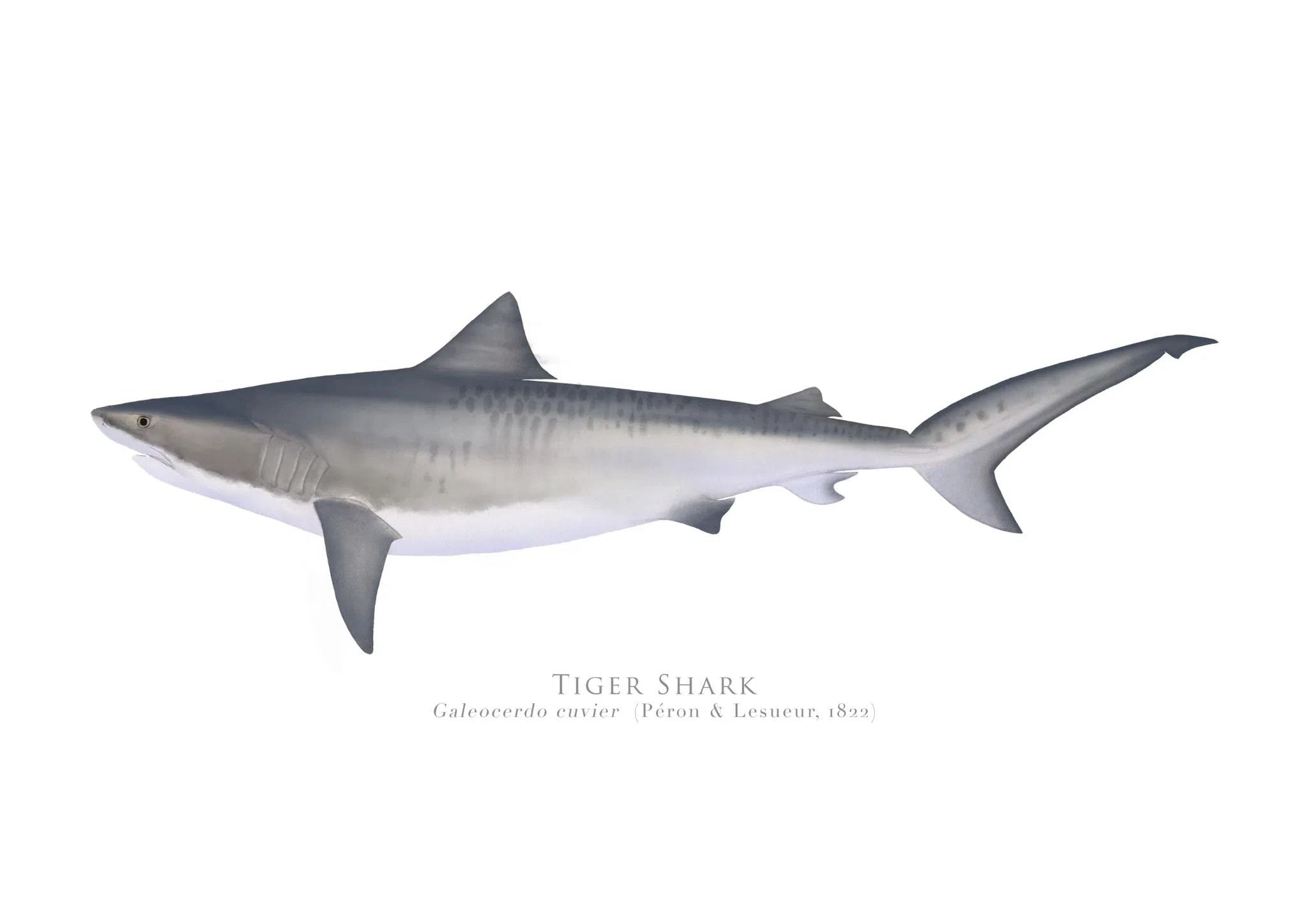 Choose Your Species - Shark or Ray - Fine Art Print-Stick Figure Fish Illustration