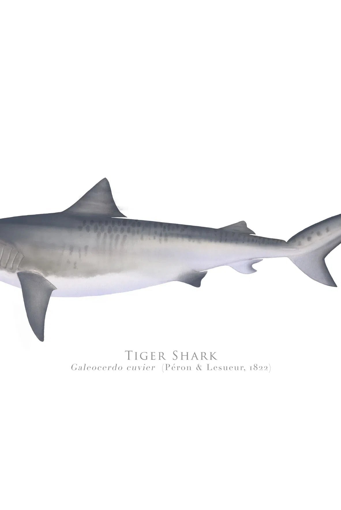 Choose Your Species - Shark or Ray - Fine Art Print-Stick Figure Fish Illustration