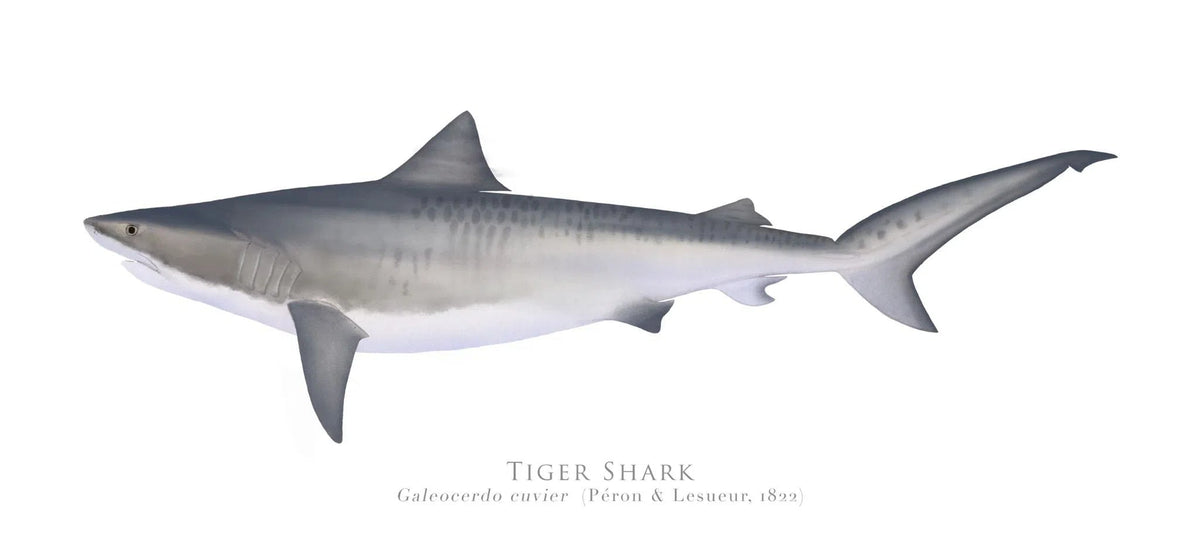 Choose Your Species - Shark or Ray - Fine Art Print-Stick Figure Fish Illustration
