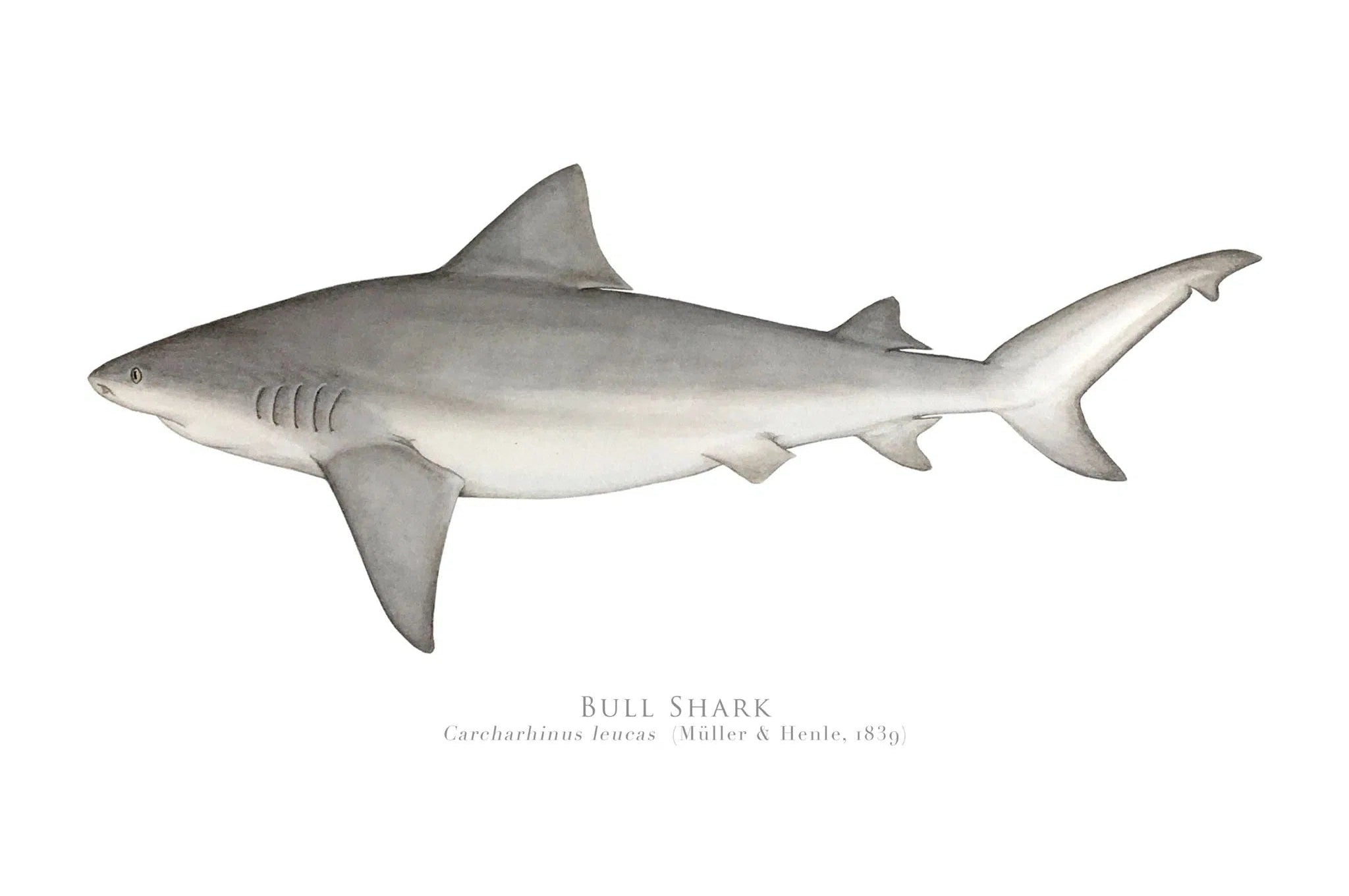 Choose Your Species - Shark or Ray - Fine Art Print-Stick Figure Fish Illustration