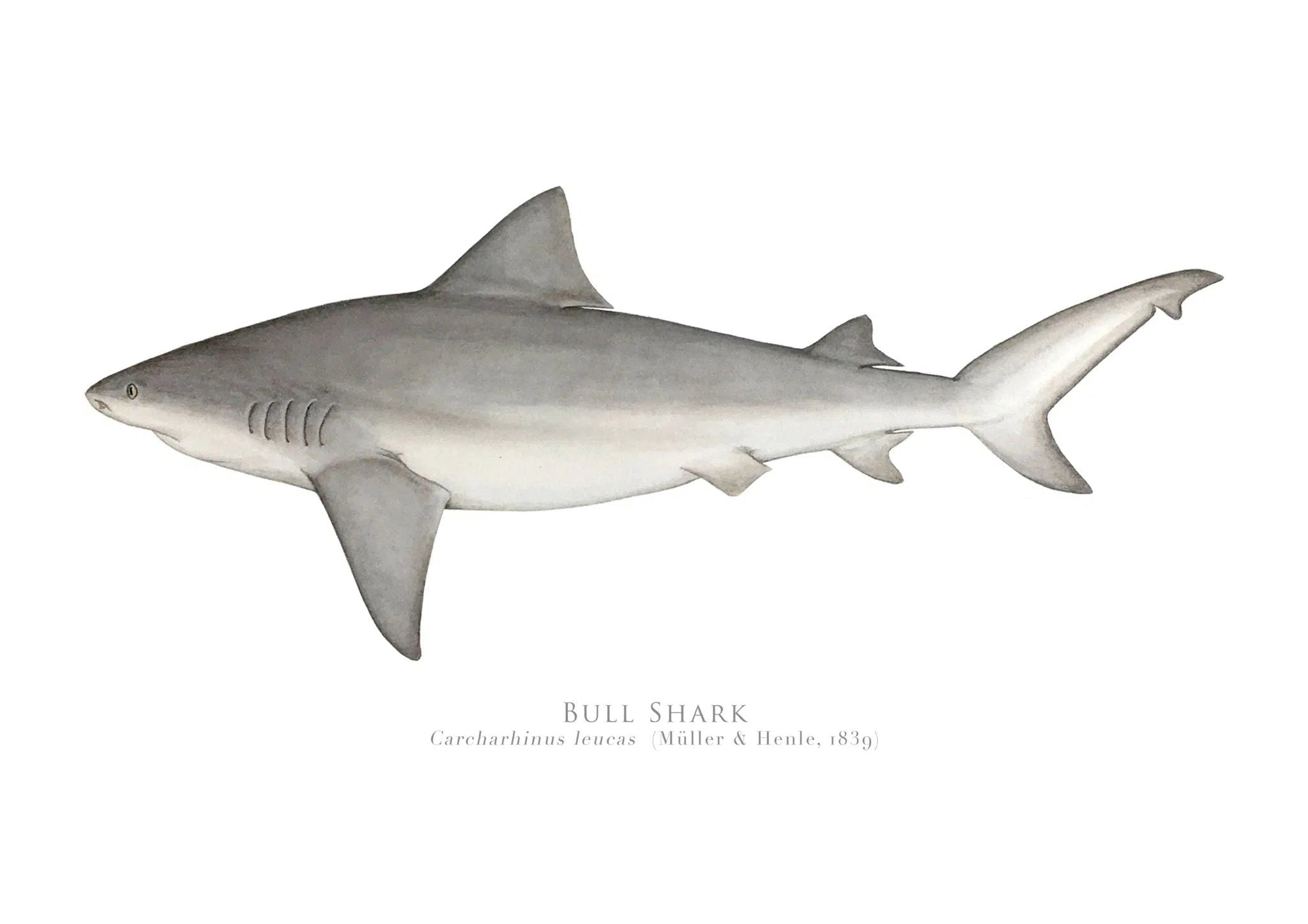 Choose Your Species - Shark or Ray - Fine Art Print-Stick Figure Fish Illustration