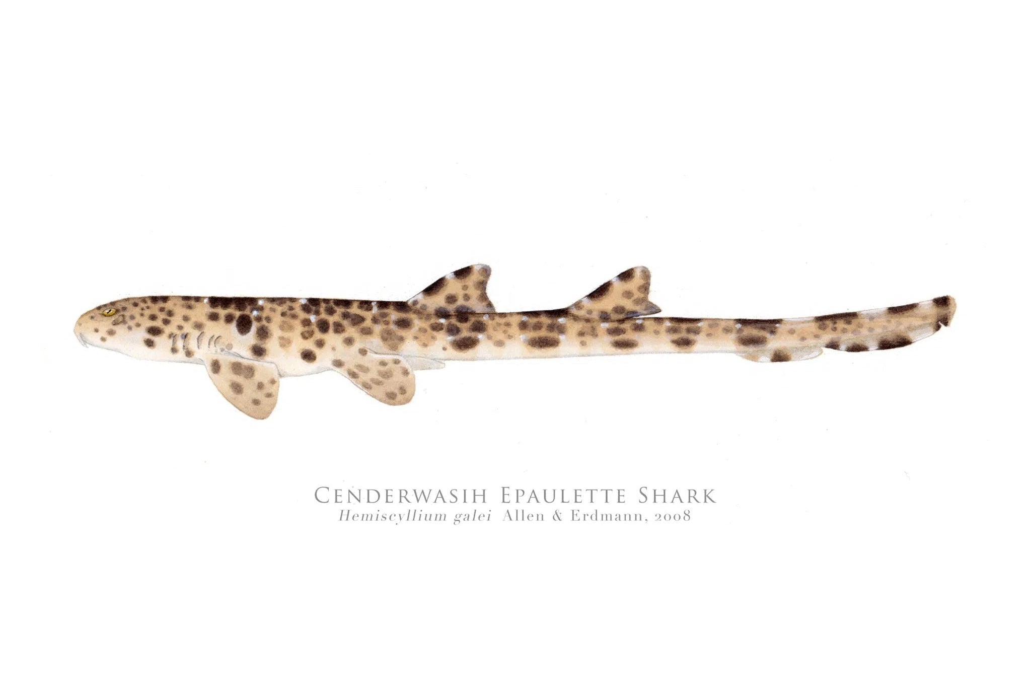 Choose Your Species - Shark or Ray - Fine Art Print-Stick Figure Fish Illustration