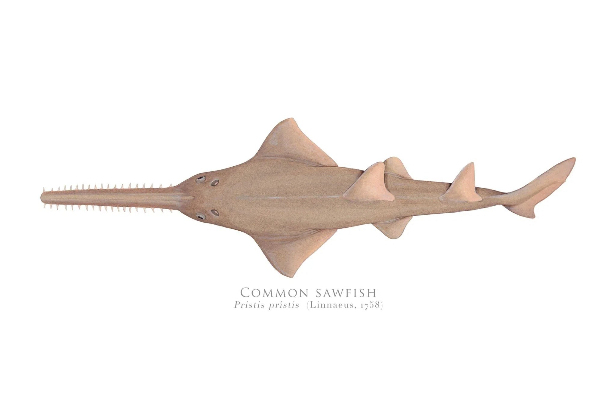 Choose Your Species - Shark or Ray - Fine Art Print-Stick Figure Fish Illustration