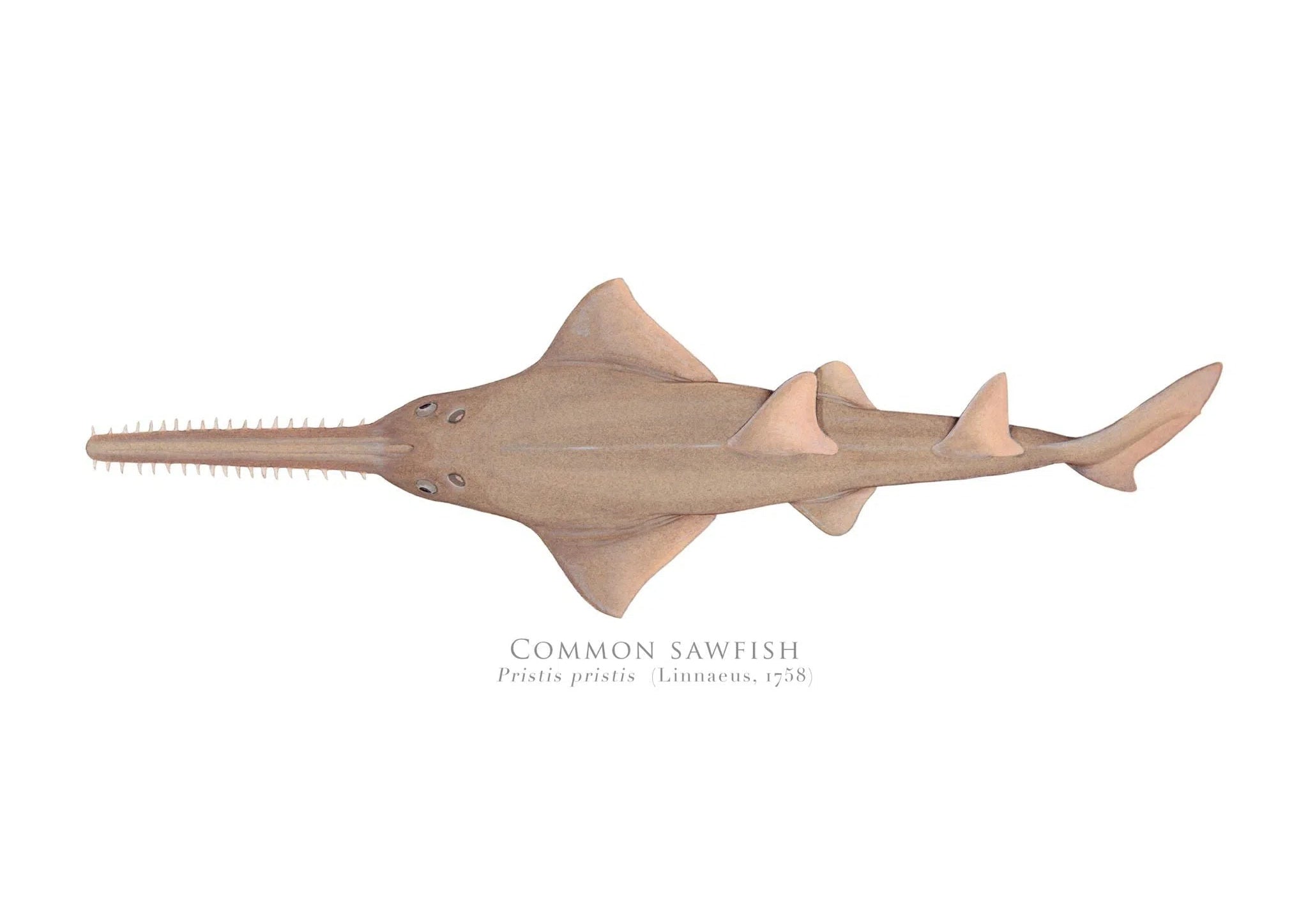 Choose Your Species - Shark or Ray - Fine Art Print-Stick Figure Fish Illustration