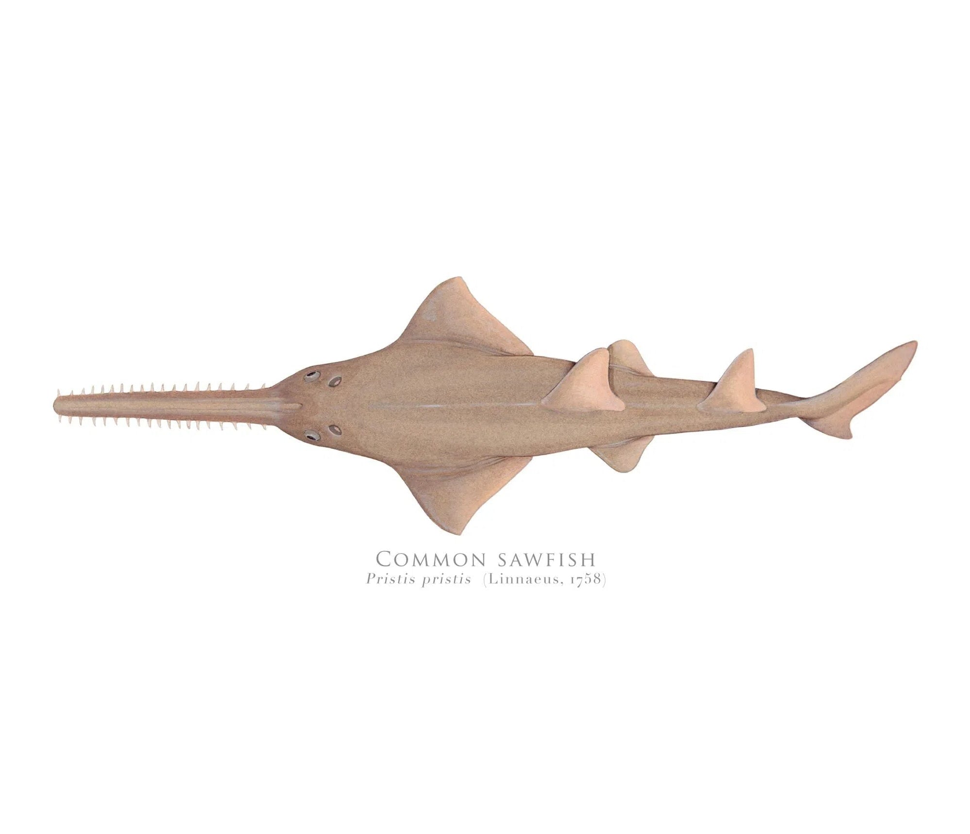 Choose Your Species - Shark or Ray - Fine Art Print-Stick Figure Fish Illustration