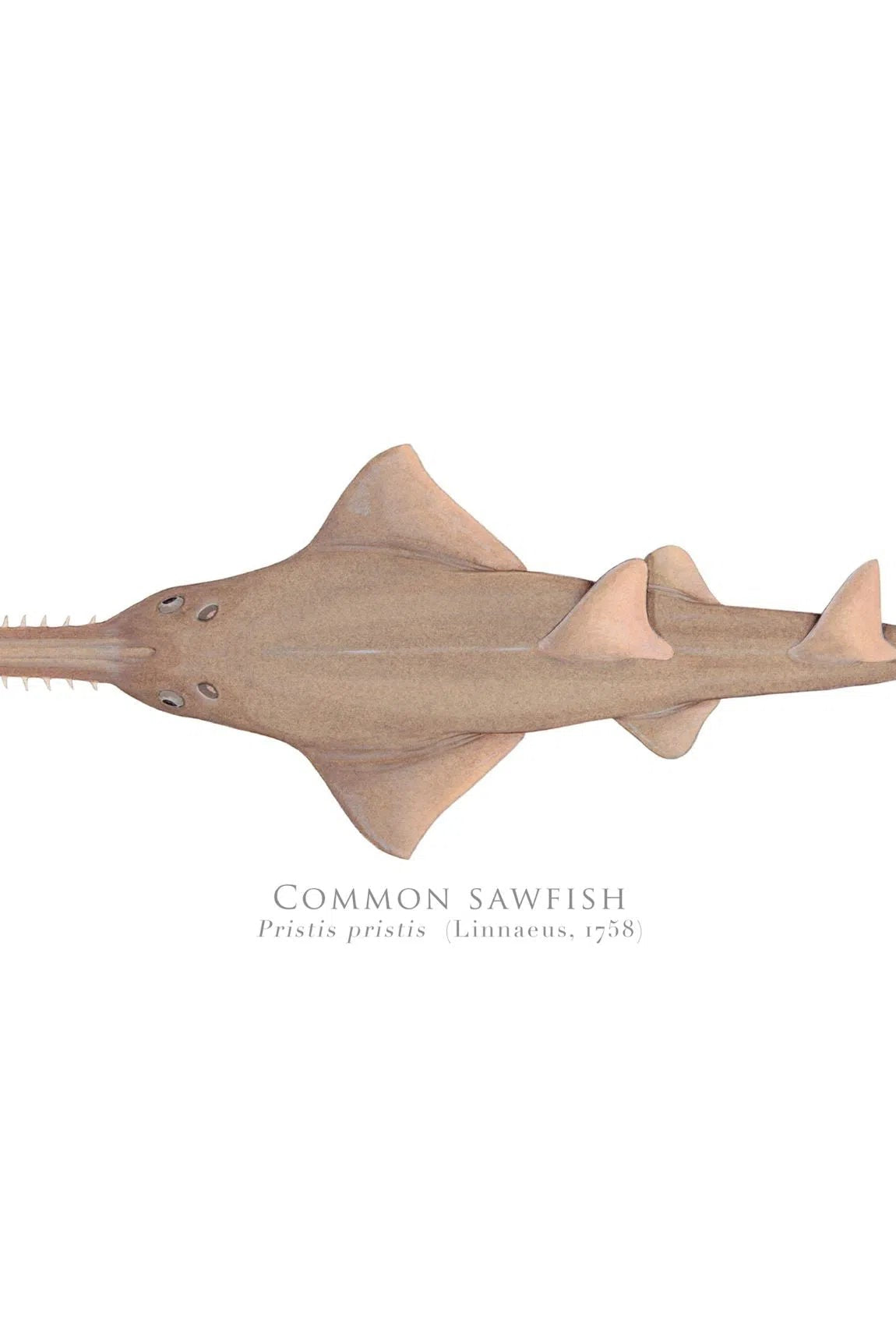 Choose Your Species - Shark or Ray - Fine Art Print-Stick Figure Fish Illustration