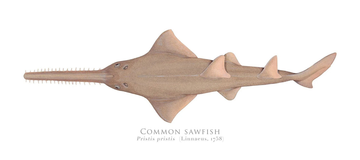 Choose Your Species - Shark or Ray - Fine Art Print-Stick Figure Fish Illustration