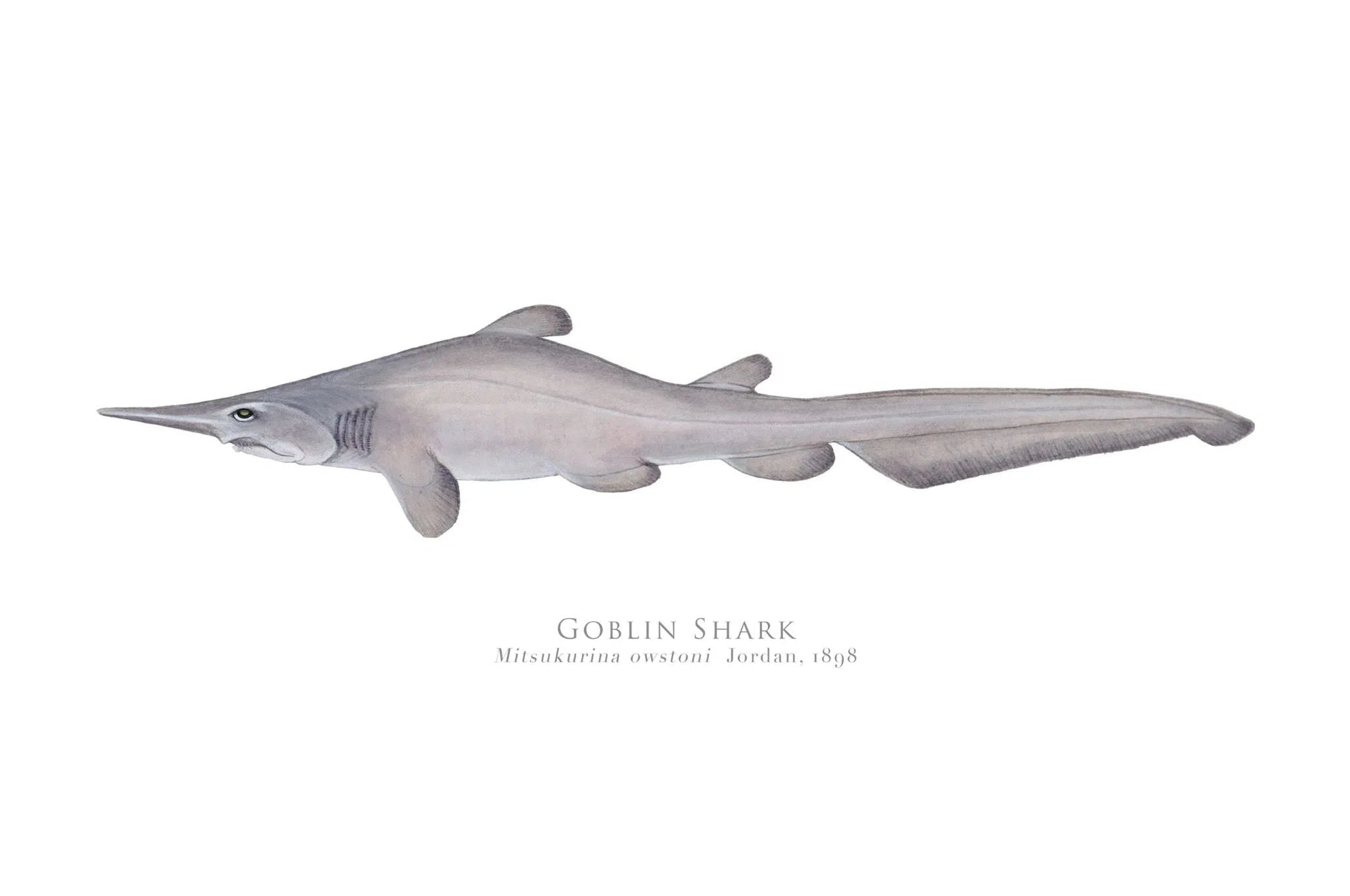 Choose Your Species - Shark or Ray - Fine Art Print-Stick Figure Fish Illustration