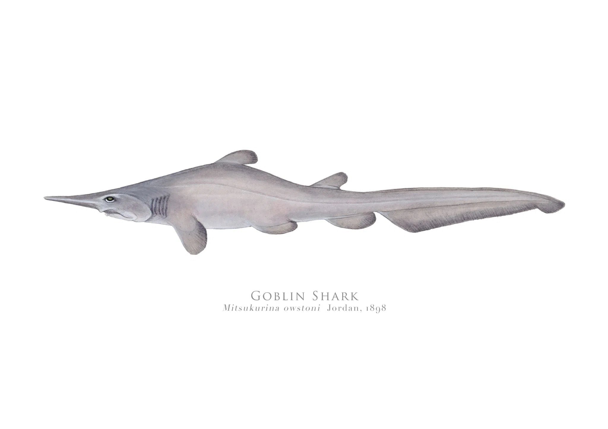 Choose Your Species - Shark or Ray - Fine Art Print-Stick Figure Fish Illustration