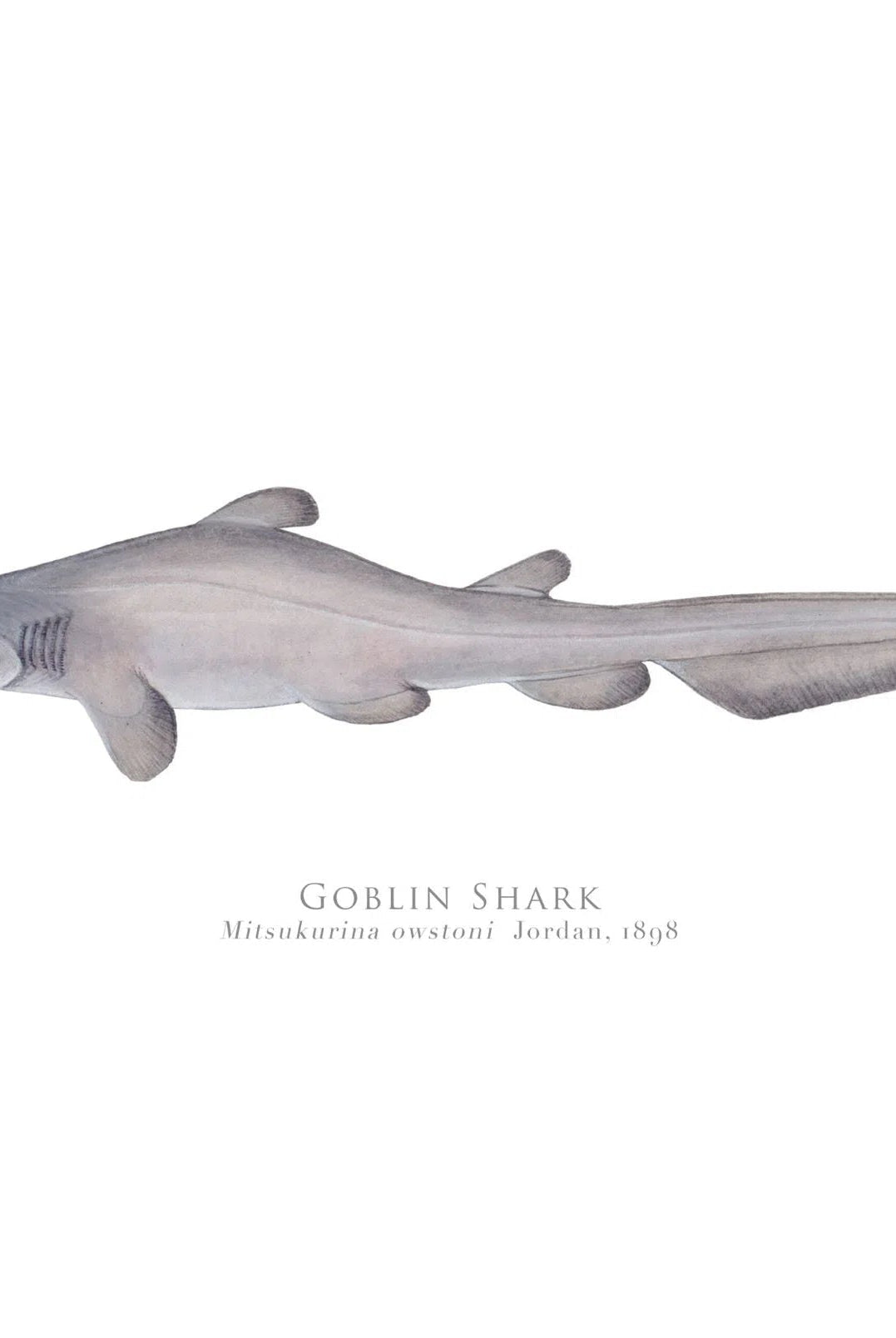 Choose Your Species - Shark or Ray - Fine Art Print-Stick Figure Fish Illustration