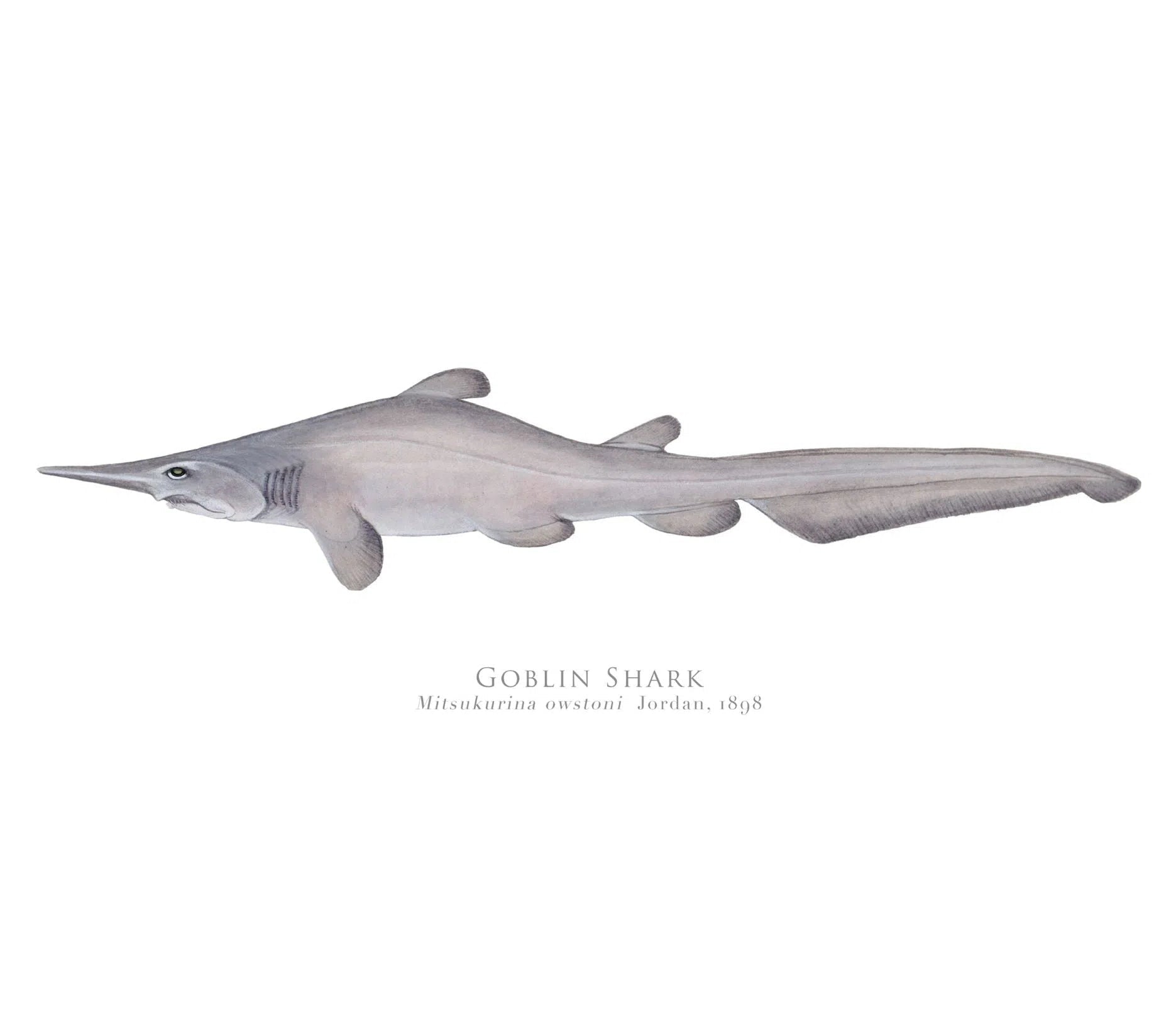 Choose Your Species - Shark or Ray - Fine Art Print-Stick Figure Fish Illustration