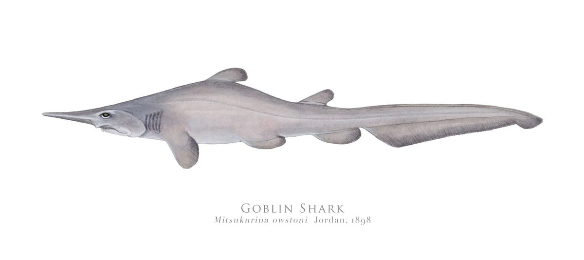 Choose Your Species - Shark or Ray - Fine Art Print-Stick Figure Fish Illustration
