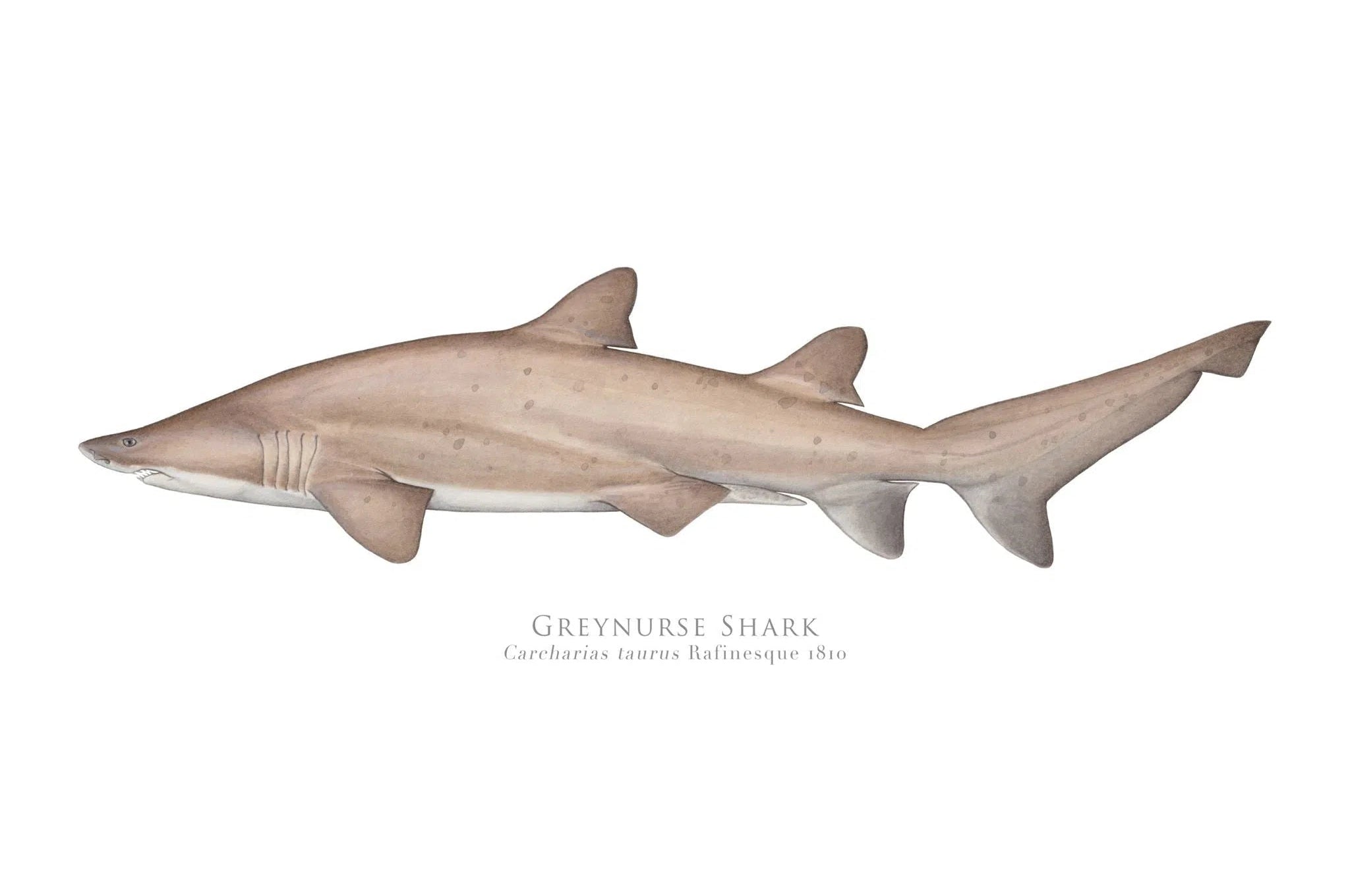 Choose Your Species - Shark or Ray - Fine Art Print-Stick Figure Fish Illustration