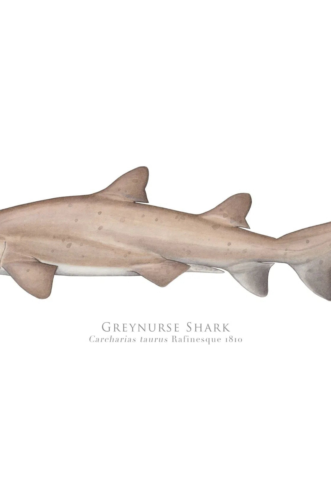Choose Your Species - Shark or Ray - Fine Art Print-Stick Figure Fish Illustration