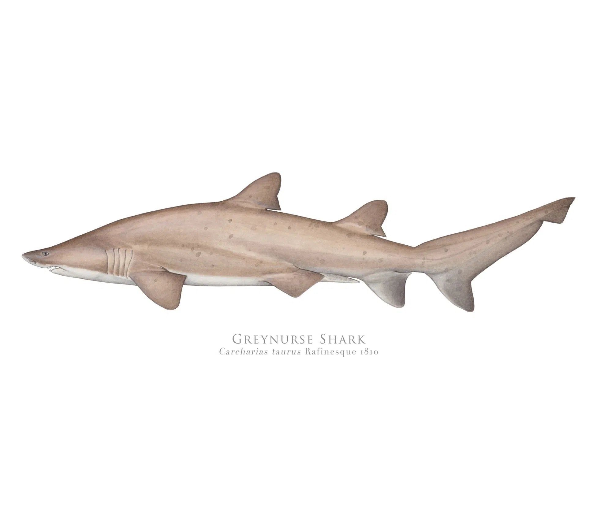 Choose Your Species - Shark or Ray - Fine Art Print-Stick Figure Fish Illustration