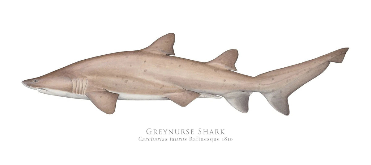 Choose Your Species - Shark or Ray - Fine Art Print-Stick Figure Fish Illustration