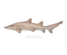 Choose Your Species - Shark or Ray - Fine Art Print-Stick Figure Fish Illustration
