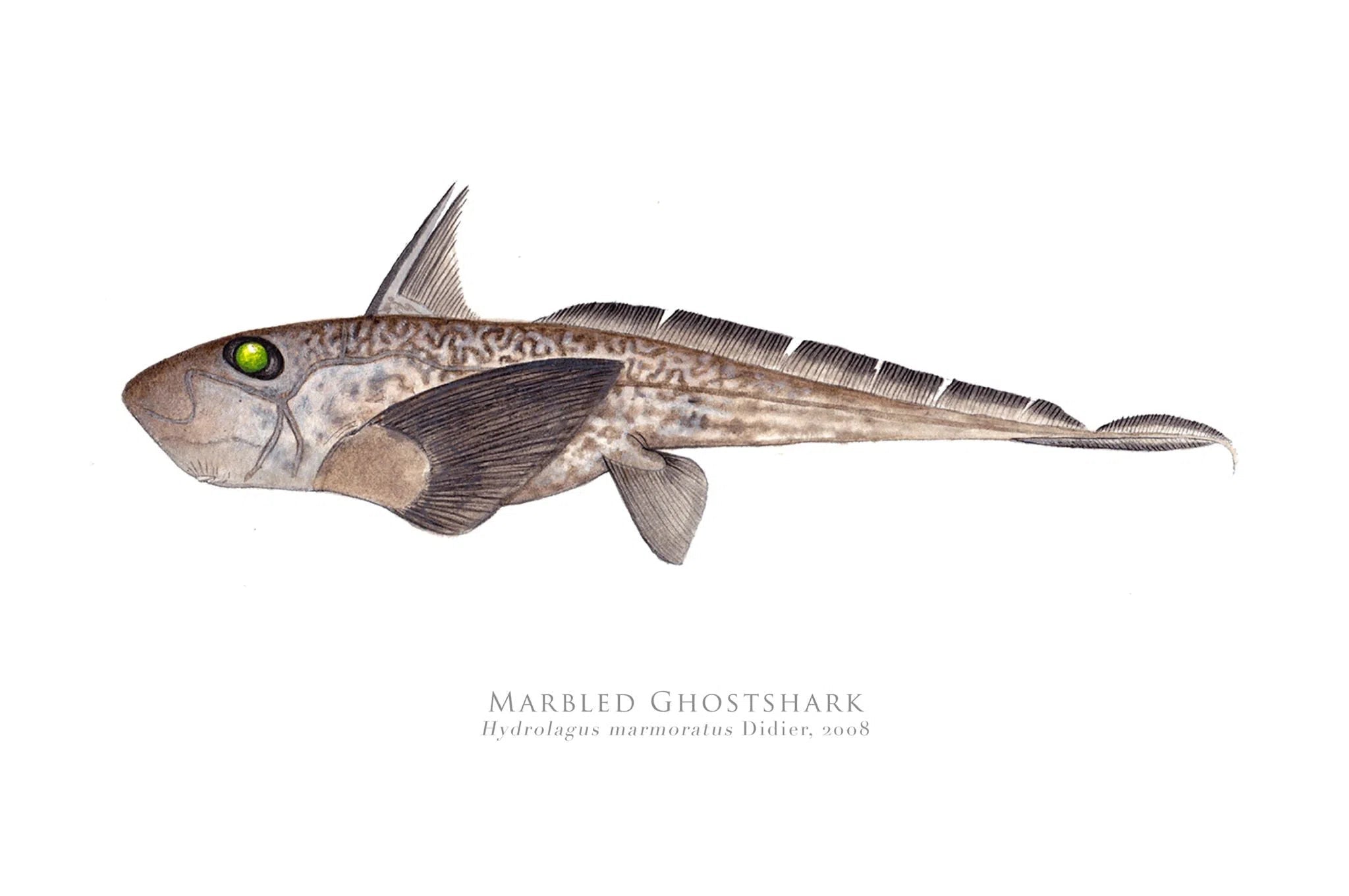 Choose Your Species - Shark or Ray - Fine Art Print-Stick Figure Fish Illustration